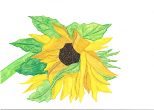 Sunflower greeting cards for Ukraine